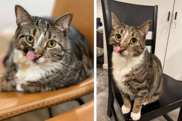 Figaro