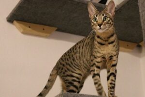 kot savannah