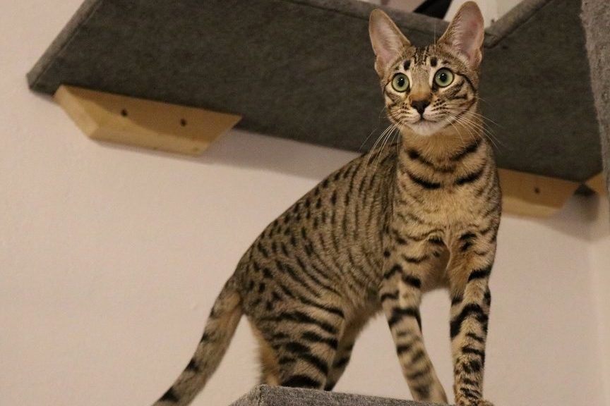 kot savannah