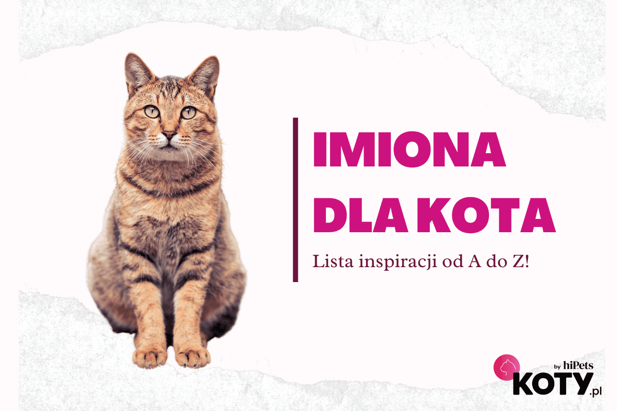 imiona dla kota