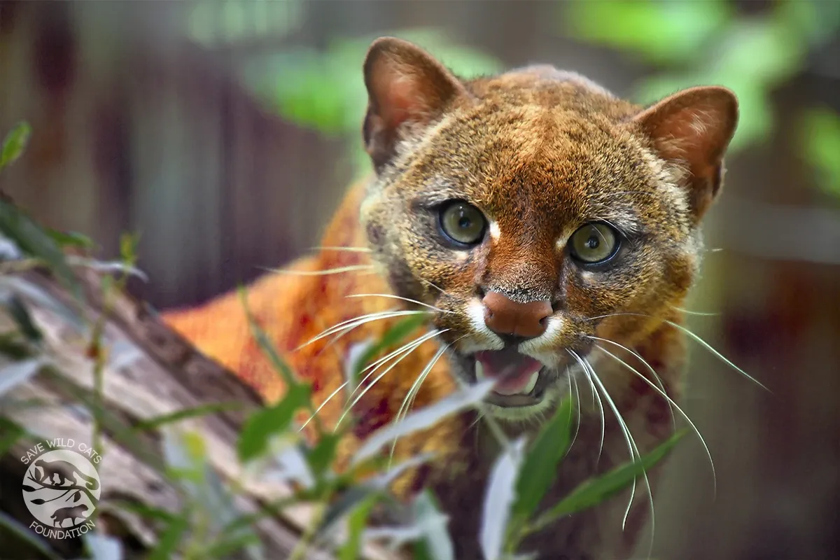jaguarundi