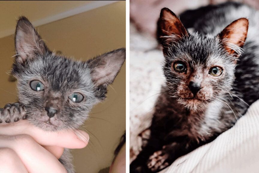 Gracie kot wilkołak, lykoi