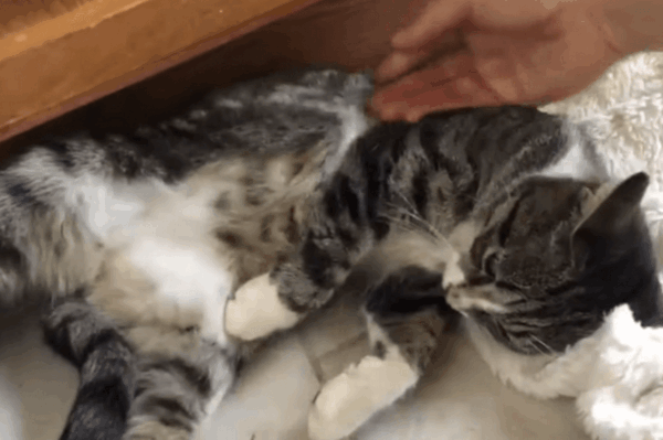 kot uwięziony w plastiku