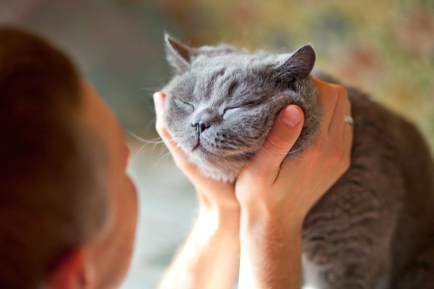 Szczęśliwy kot, kot brytyjski