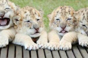 legrys