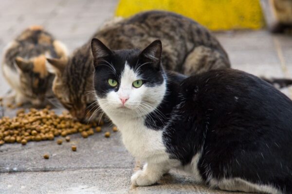 zakaz dokarmiana bezdomnych kotów