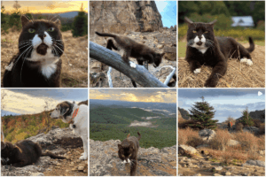 burma adventure cat