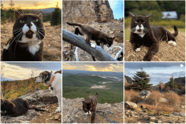 burma adventure cat