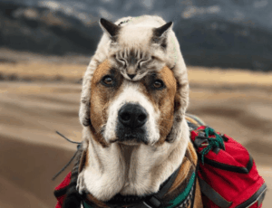 kot i pies Henry i Baloo