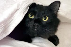 owlkitty