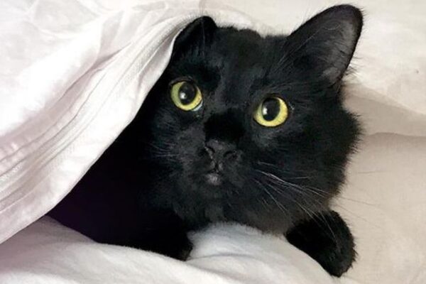 owlkitty