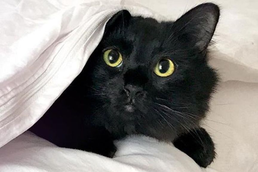 owlkitty