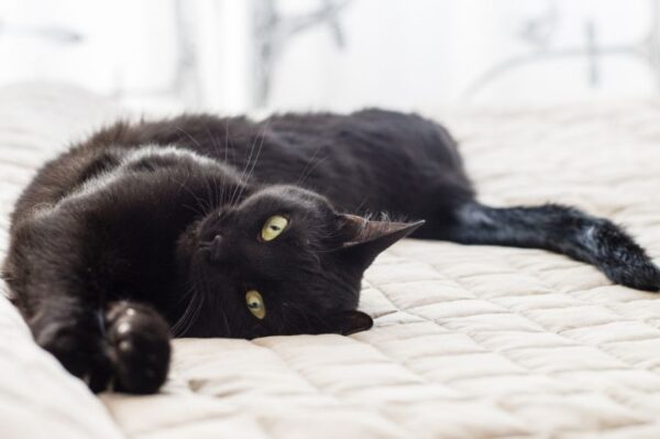 kwarantanna