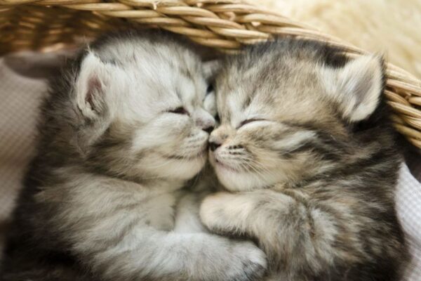 więzi rodzinne u kotów