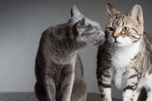 dwa koty czy jeden pręgowany i niebieski