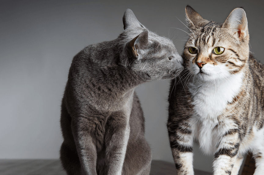 dwa koty czy jeden pręgowany i niebieski