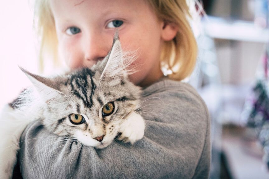 W Ciechanowie powstał Ośrodek Felinoterapii Ośrodek Felinoterapii „Radosny Kot”