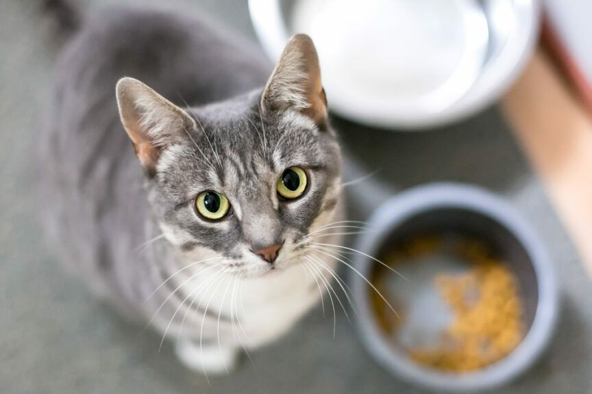karmienie kota z miski