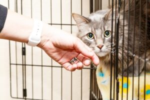 kocie fundacje a wymogi adopcyjne