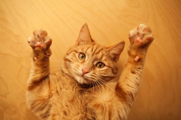 dotykanie kocich łapek