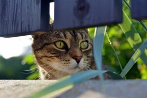 kot regulrnie okrada swoich sąsiadów