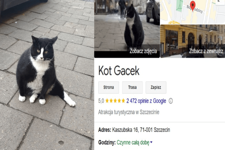 kot-najwieksza-atrakcja-turystyczna