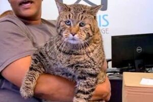kot gigant