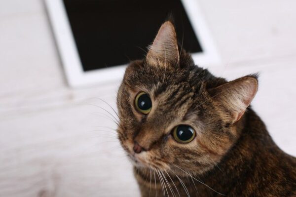 purrsong pedant