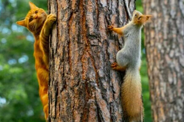 koty polują na wiewiórki