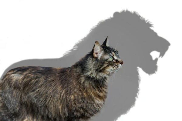 koty to neurotyczne lwy