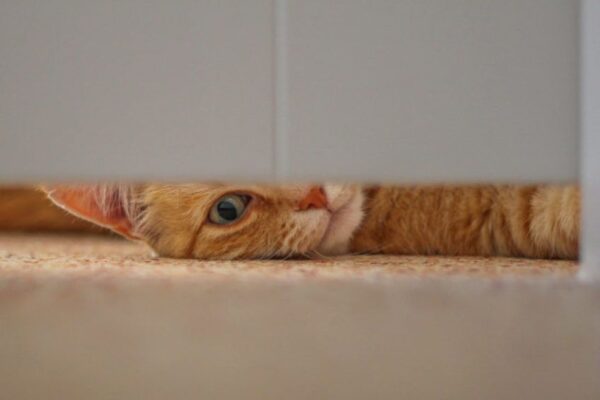 kot za zamkniętymi drzwiami