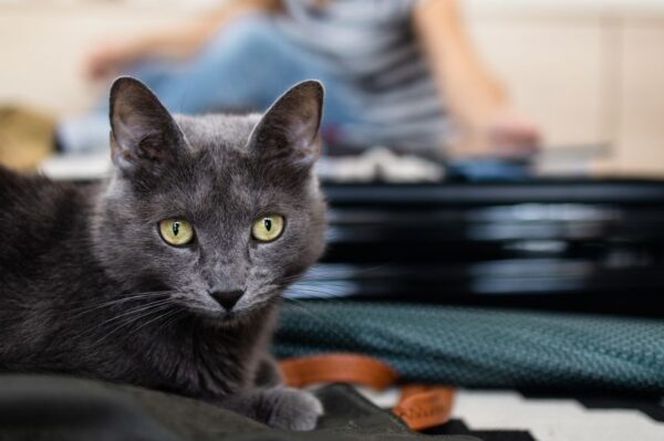 koty wiedzą kiedy wyjeżdżamy