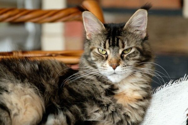 maine coon