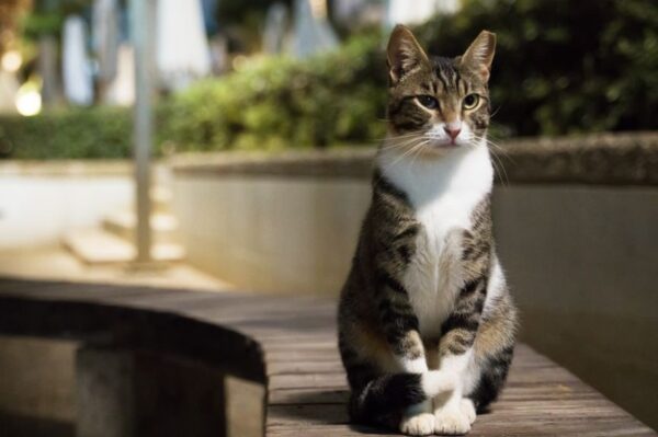 koty nocą na dworze