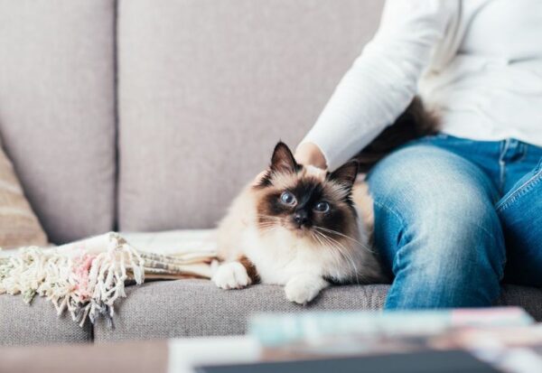 jak utrzymać czystość w kocim domu