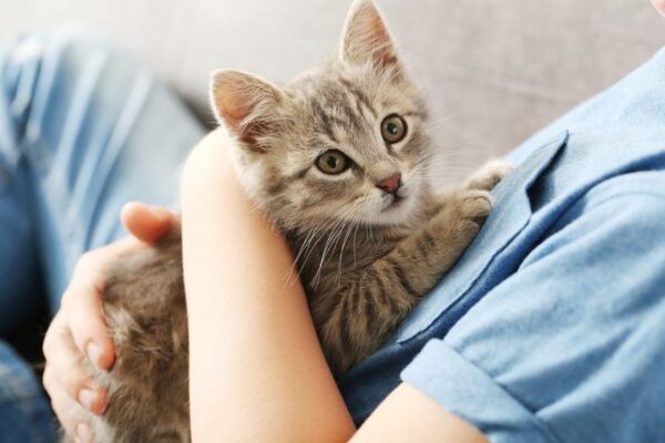 błędy popełniane podczas adopcji kota