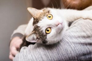 koty rozpoznają imię swojego opiekuna