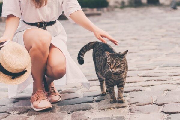 kot wolno żyjący w domu