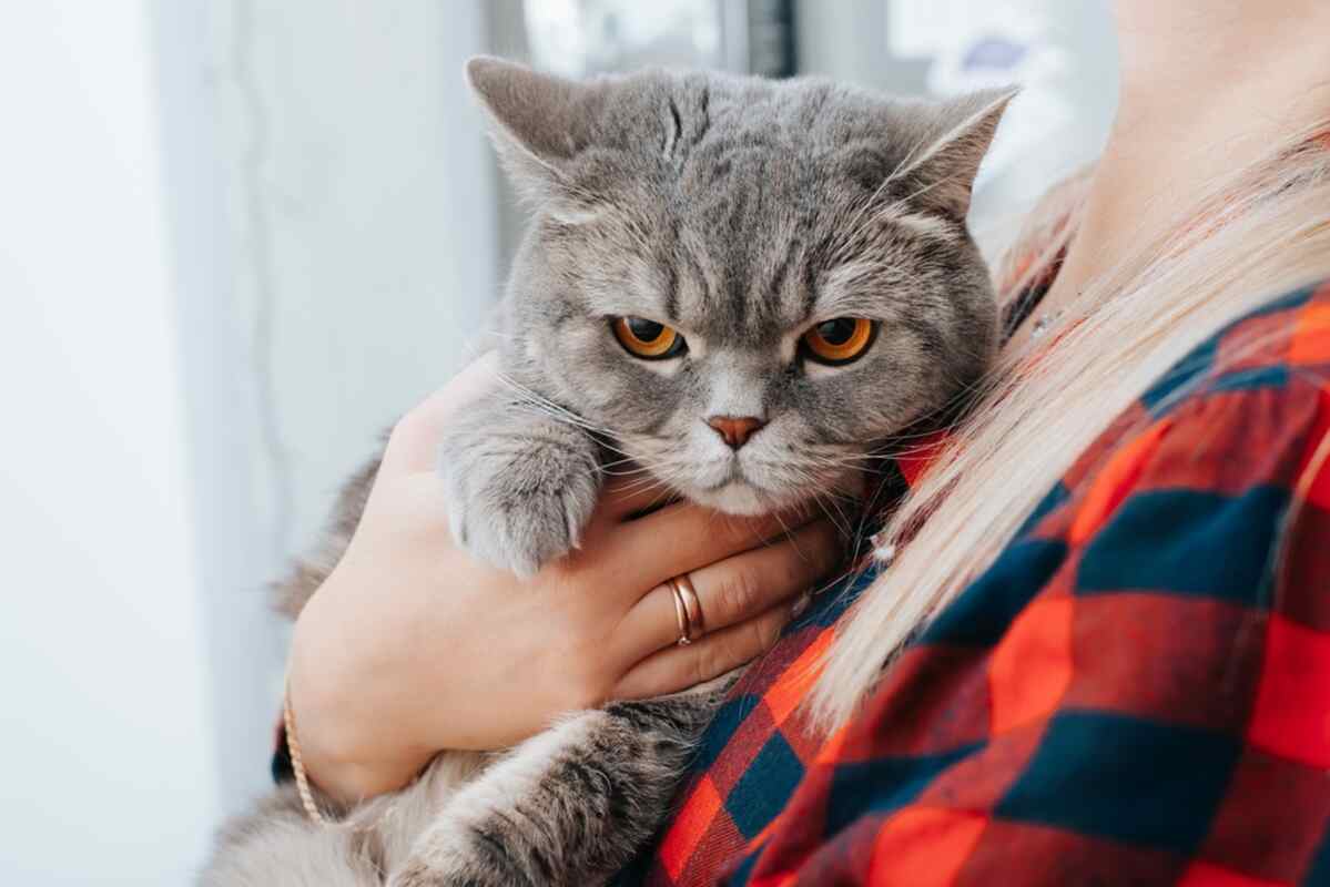 kot nie lubi być brany na ręce