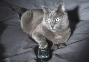 kot ogląda tv