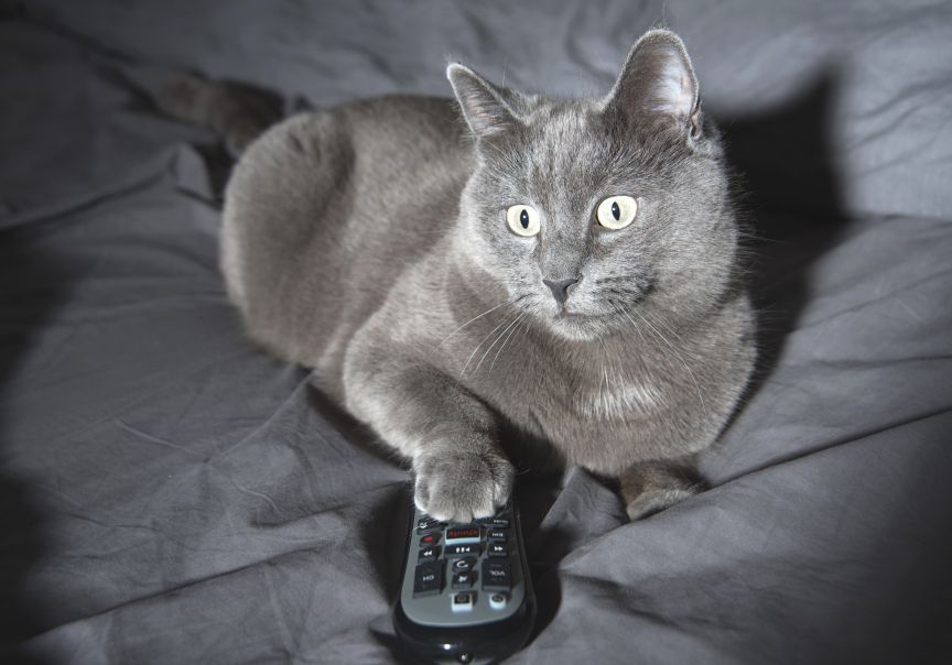 kot ogląda tv