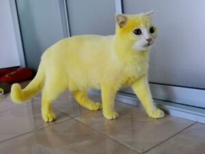 kot po kurkumowej kąpieli