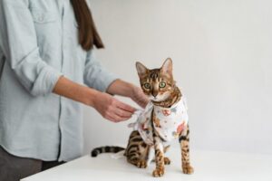 sterylizowany kot potrzebuje optymalnej karmy