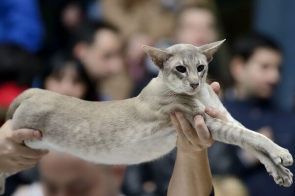 kot na wystawie