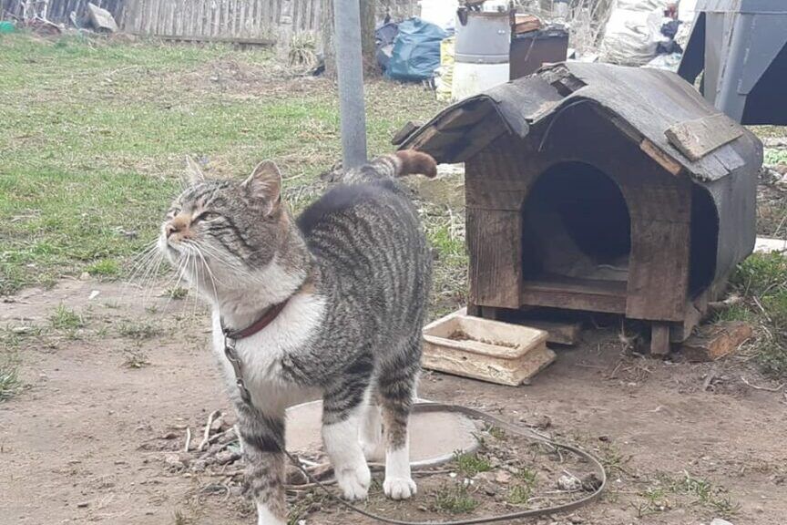 kota do budy