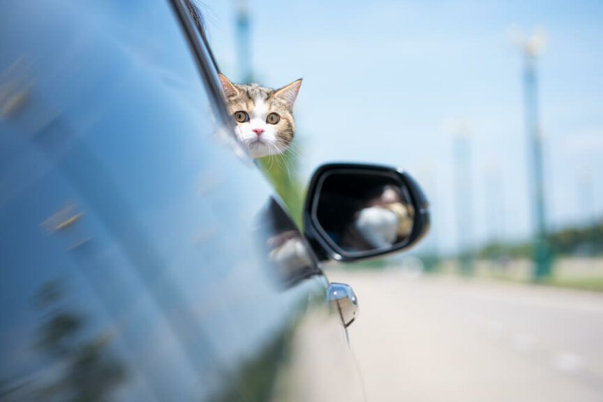 kot spowodował wypadek
