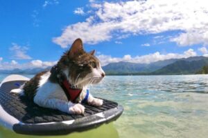 kot surfer