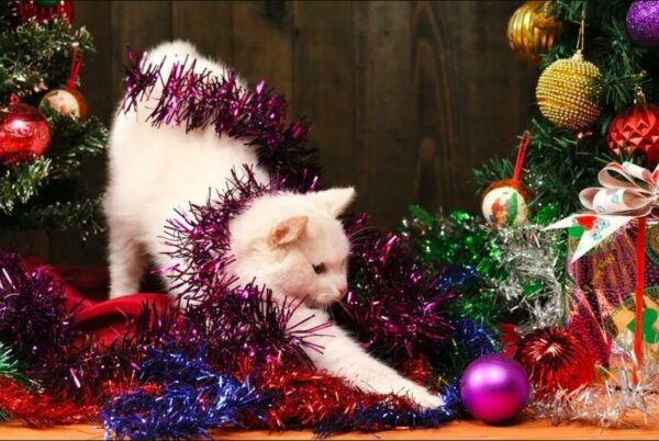 Boże Narodzenie z kotem