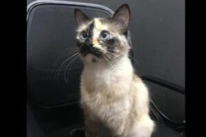 kot uratował dziecko