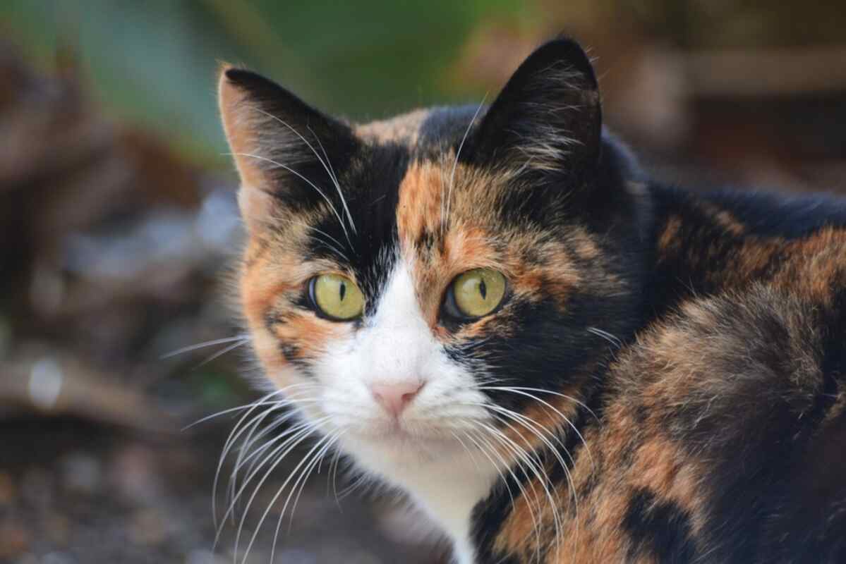kot tricolor